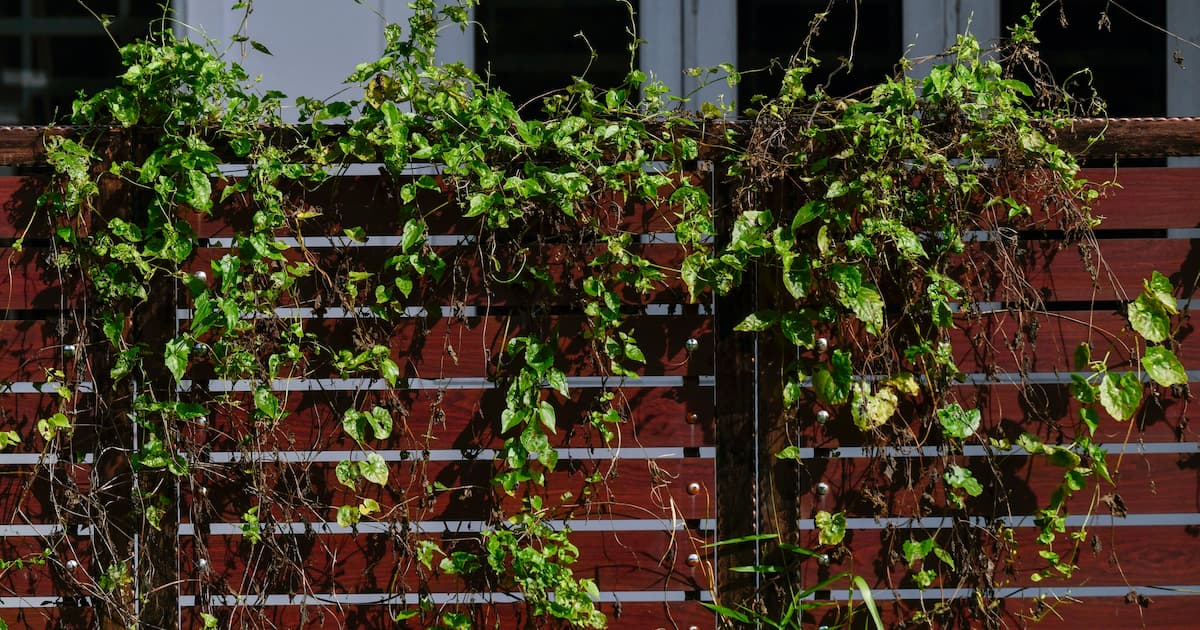 Décoration d'une palissade de jardin avec des plantes grimpantes
